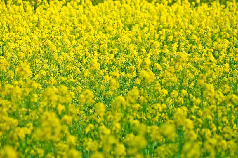 一面に広がる菜の花｜フリー写真素材・無料ダウンロード ぱくたそ