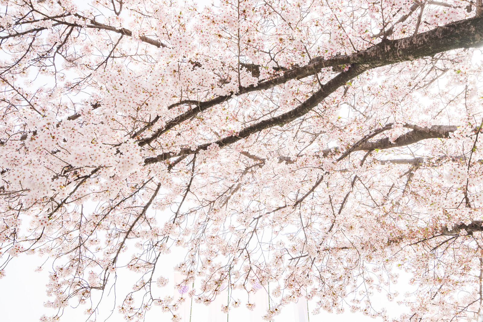 桜満開の春 無料の写真素材はフリー素材のぱくたそ