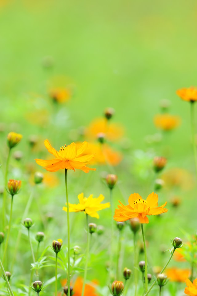 キバナコスモスの花の無料の写真素材 フリー素材 をダウンロード ぱくたそ