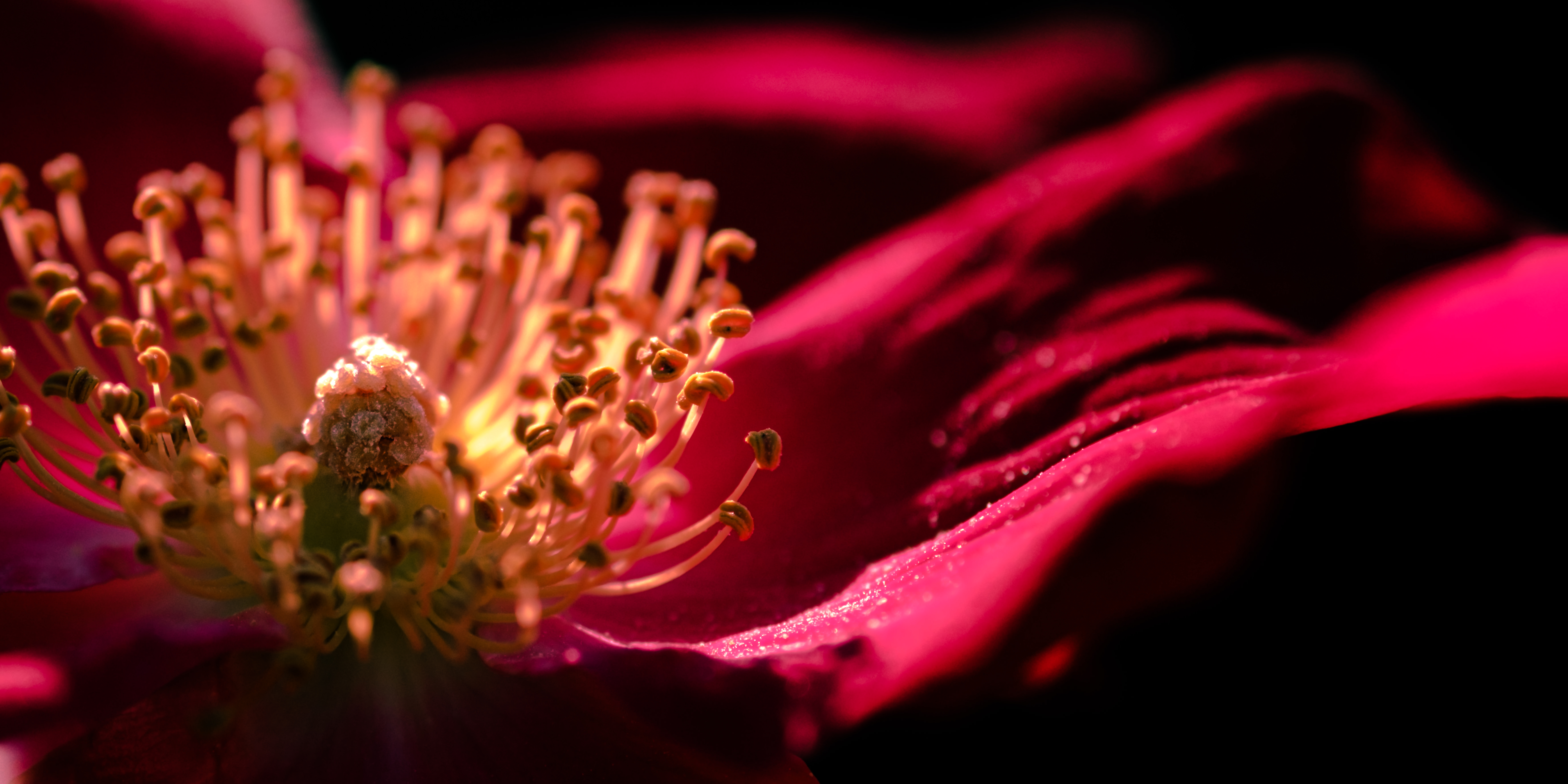 雅やかな花弁の写真素材 ぱくたそ