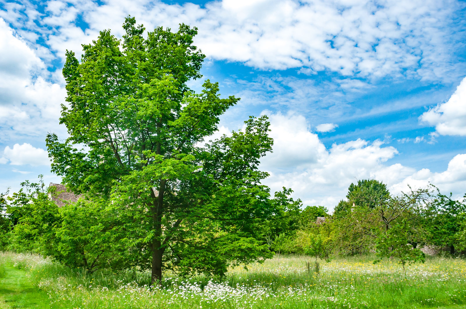 青空と生気溢れる大きな木の写真 画像 フリー素材 ぱくたそ