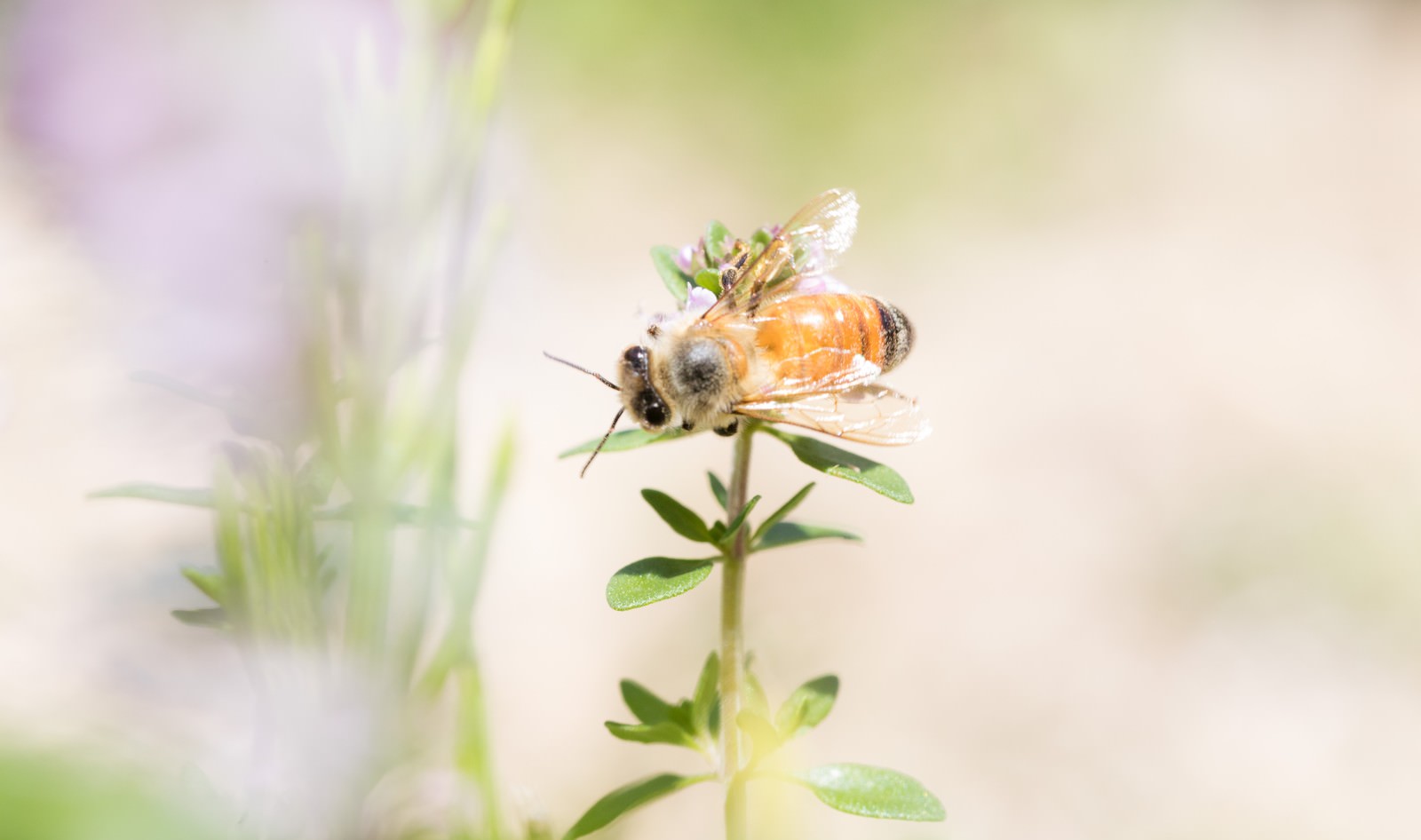 ハーブに吸蜜に来たミツバチの写真を無料ダウンロード フリー素材 ぱくたそ