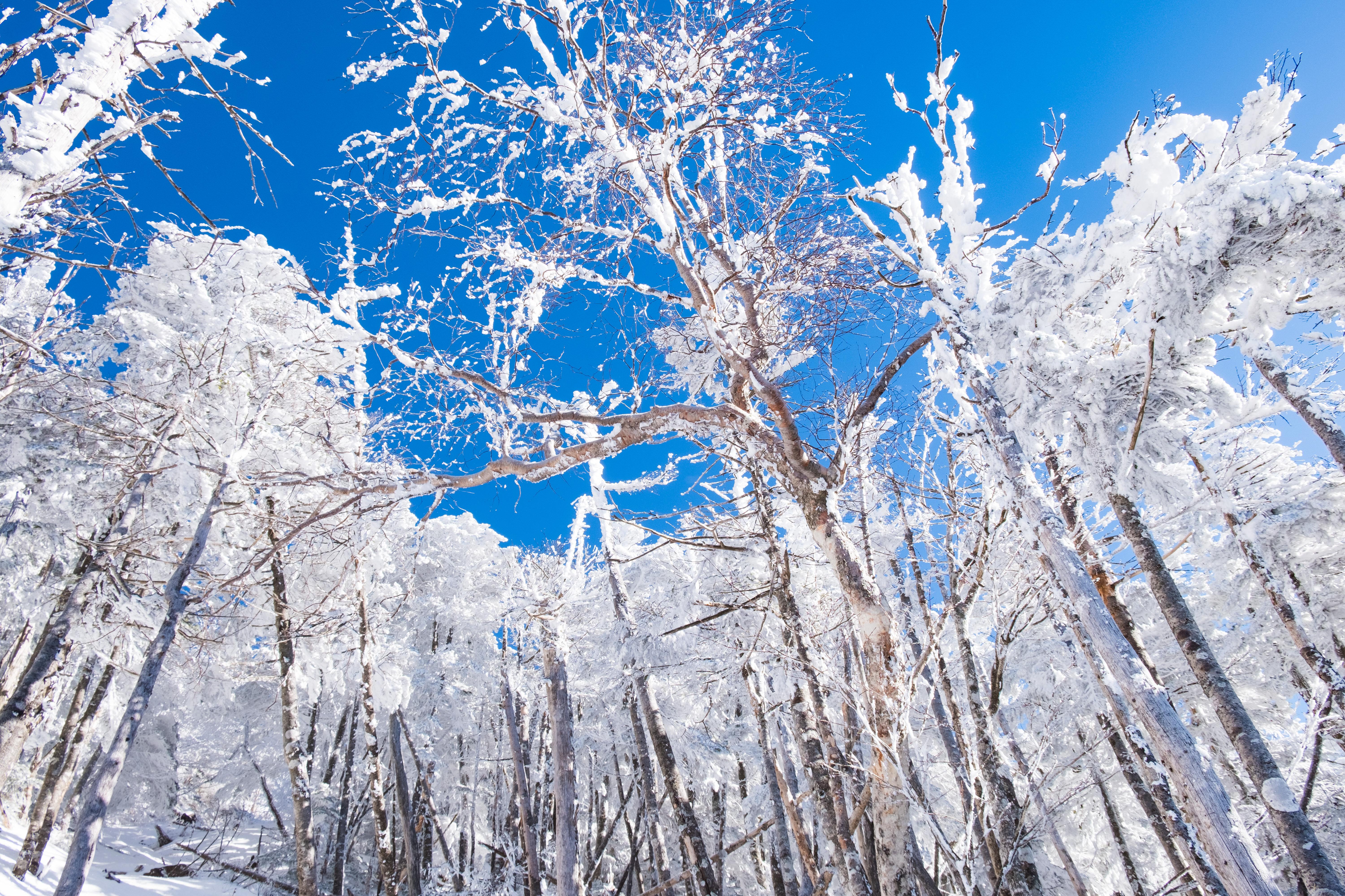 冬の季節 厳冬期 樹氷 人気の写真まとめ 無料の写真素材はフリー素材のぱくたそ