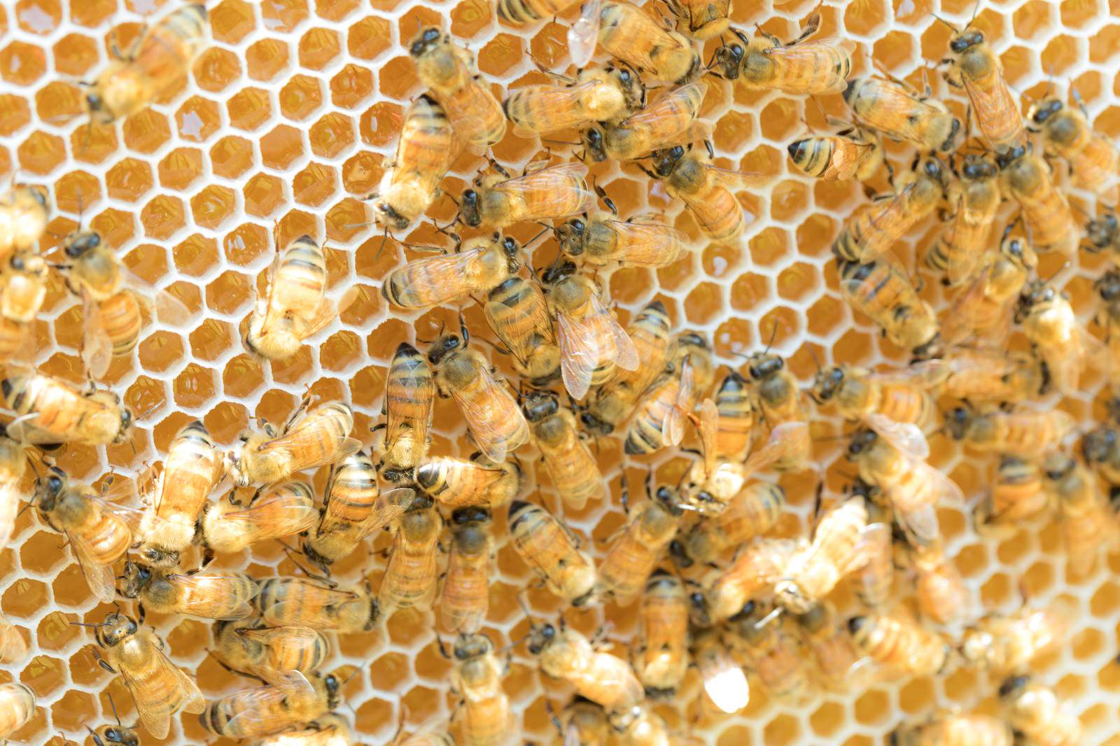 「新しい巣に蜜を貯めていくミツバチの群れ | フリー素材のぱくたそ」の写真