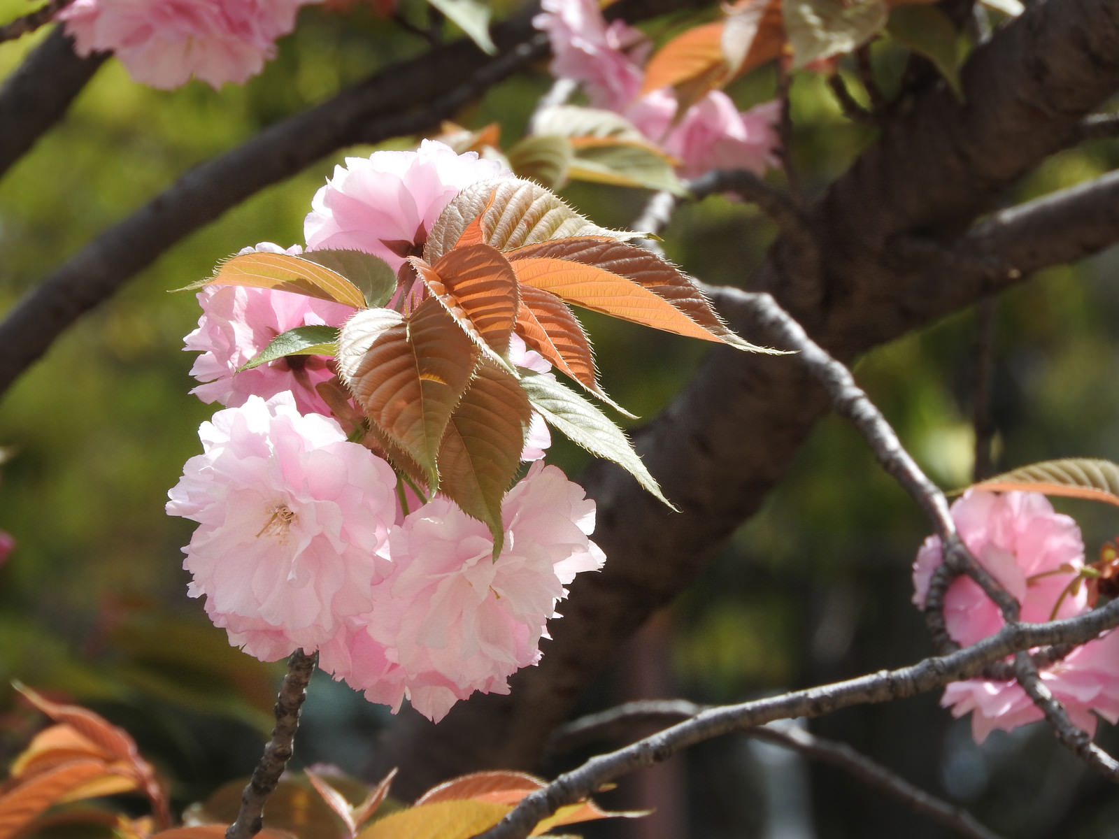 八重桜の花と枝 やえざくら フリー素材のぱくたそ