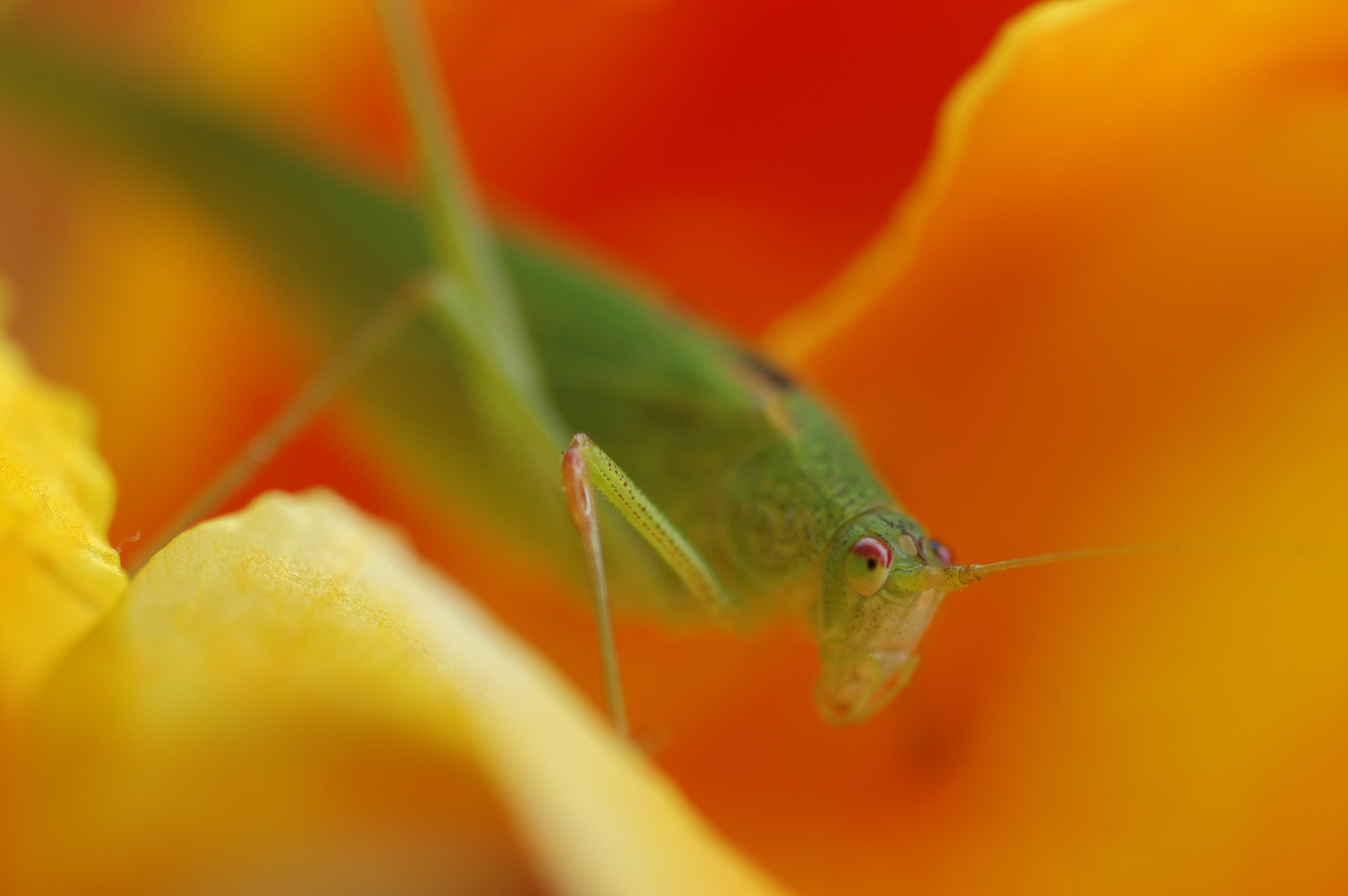 花の間に潜むツユムシの写真素材 ぱくたそ