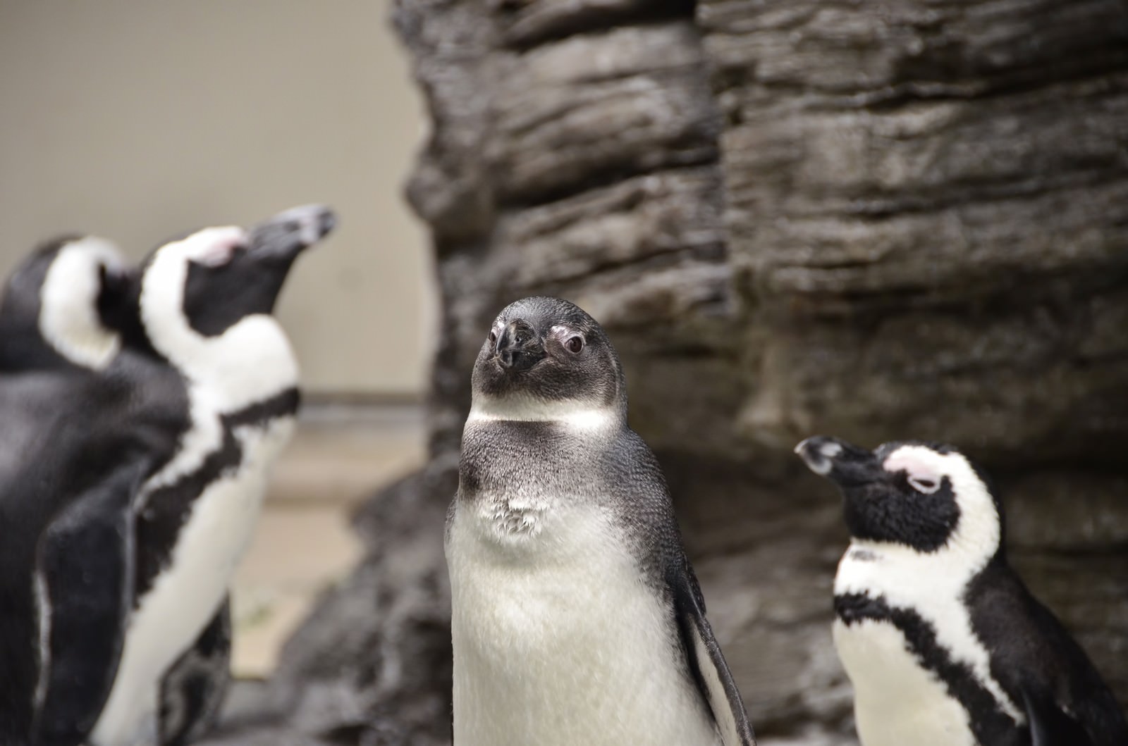 群れの長っぽいペンギンの写真 画像 フリー素材 ぱくたそ
