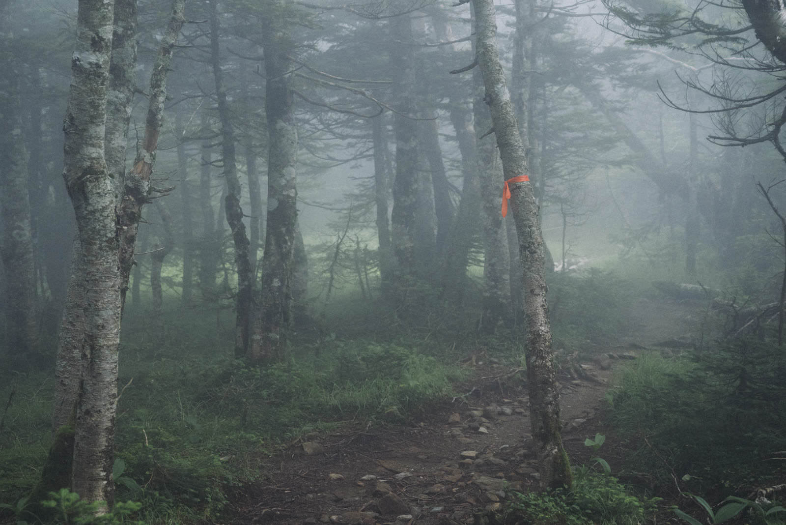 ピンク テープ オファー 山