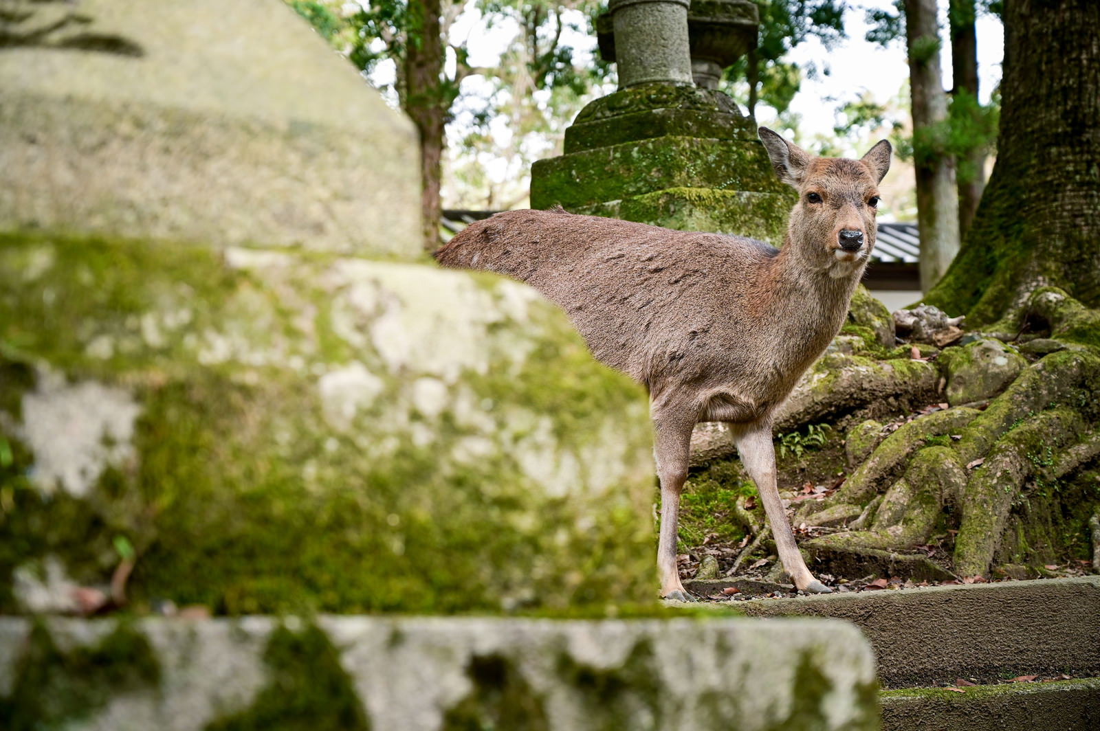 奈良の鹿があらわれたの写真 画像 フリー素材 ぱくたそ