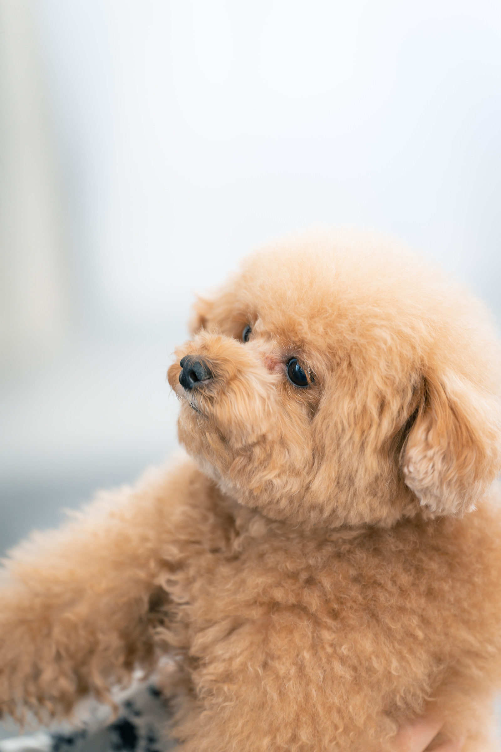 犬のカテゴリに関連する写真素材246枚 ぱくたそ