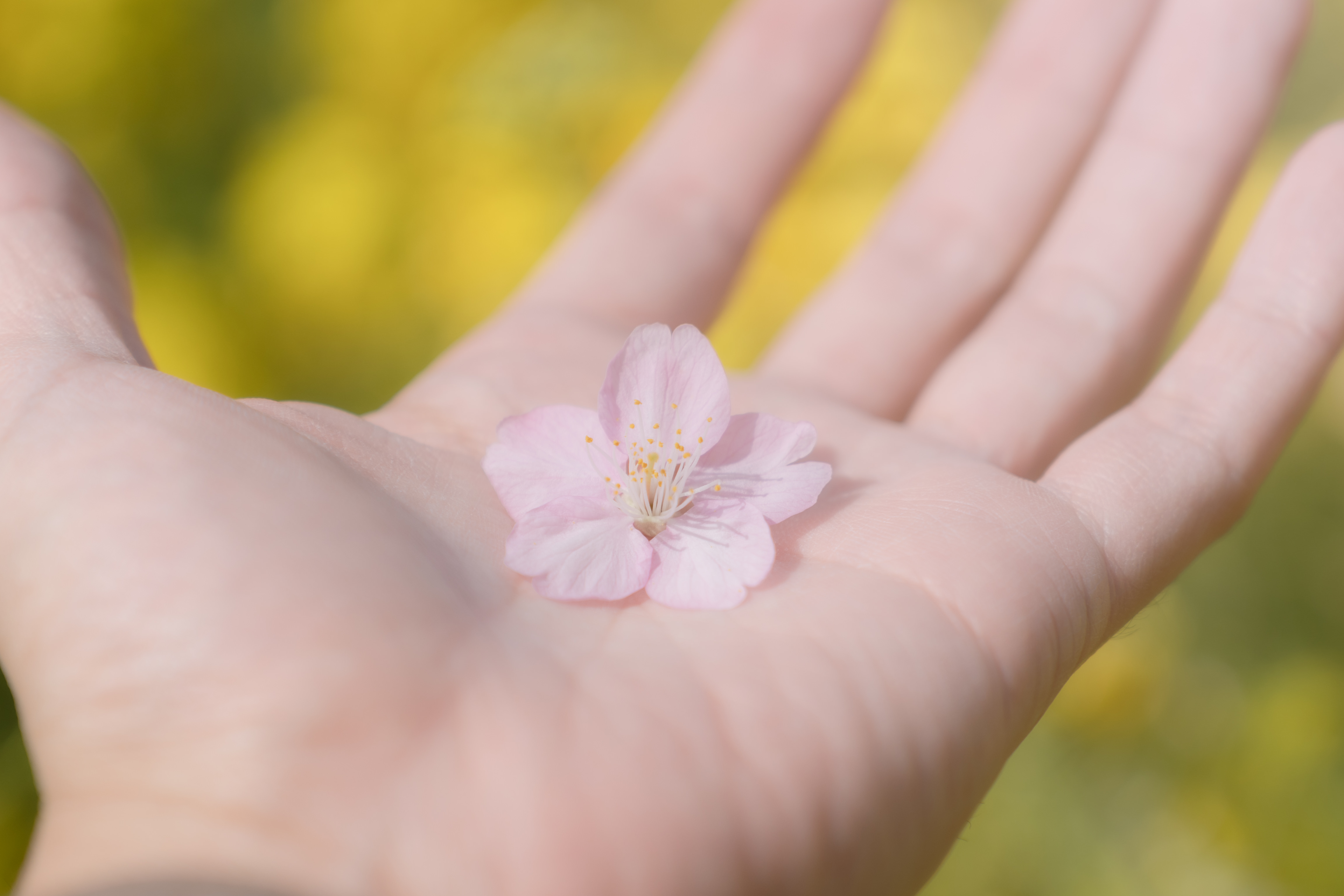 掌の桜の花びらの写真素材 ぱくたそ