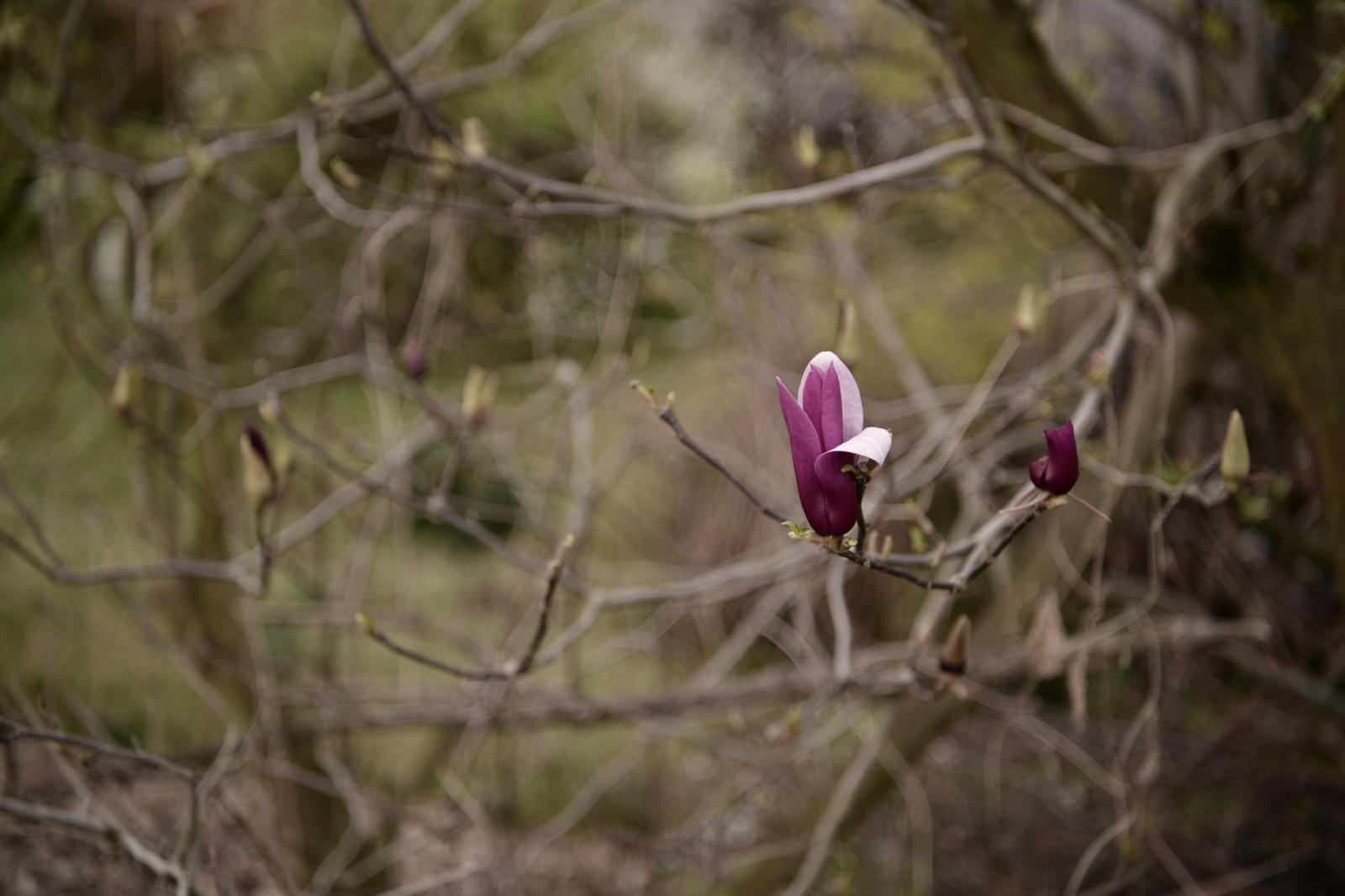枯れ木の中に一輪だけ咲いた紫の木蓮の写真を無料ダウンロード フリー素材 ぱくたそ