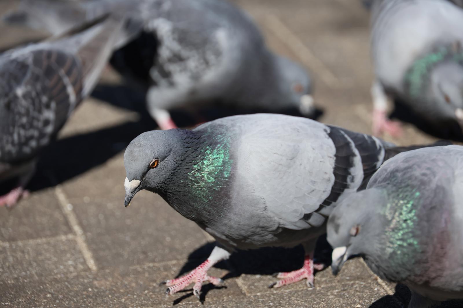 鳥のカテゴリに関連する写真素材・AI画像素材433枚 - ぱくたそ