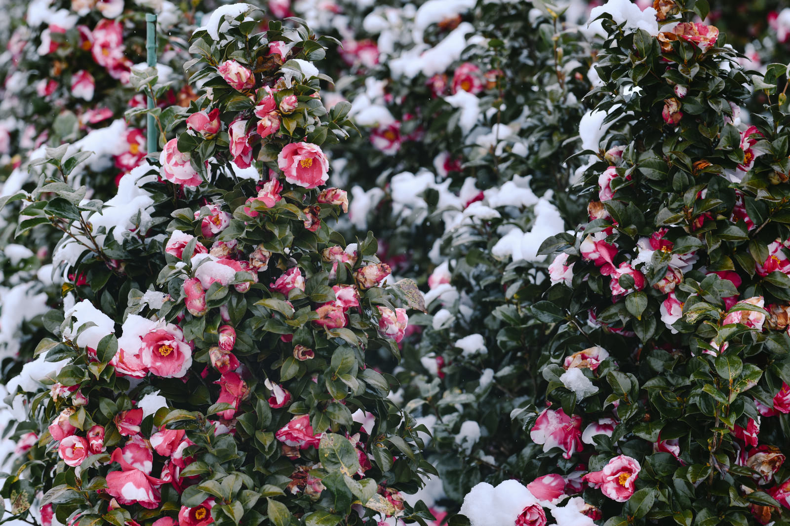 雪が降り積もる日の椿の写真素材 ぱくたそ