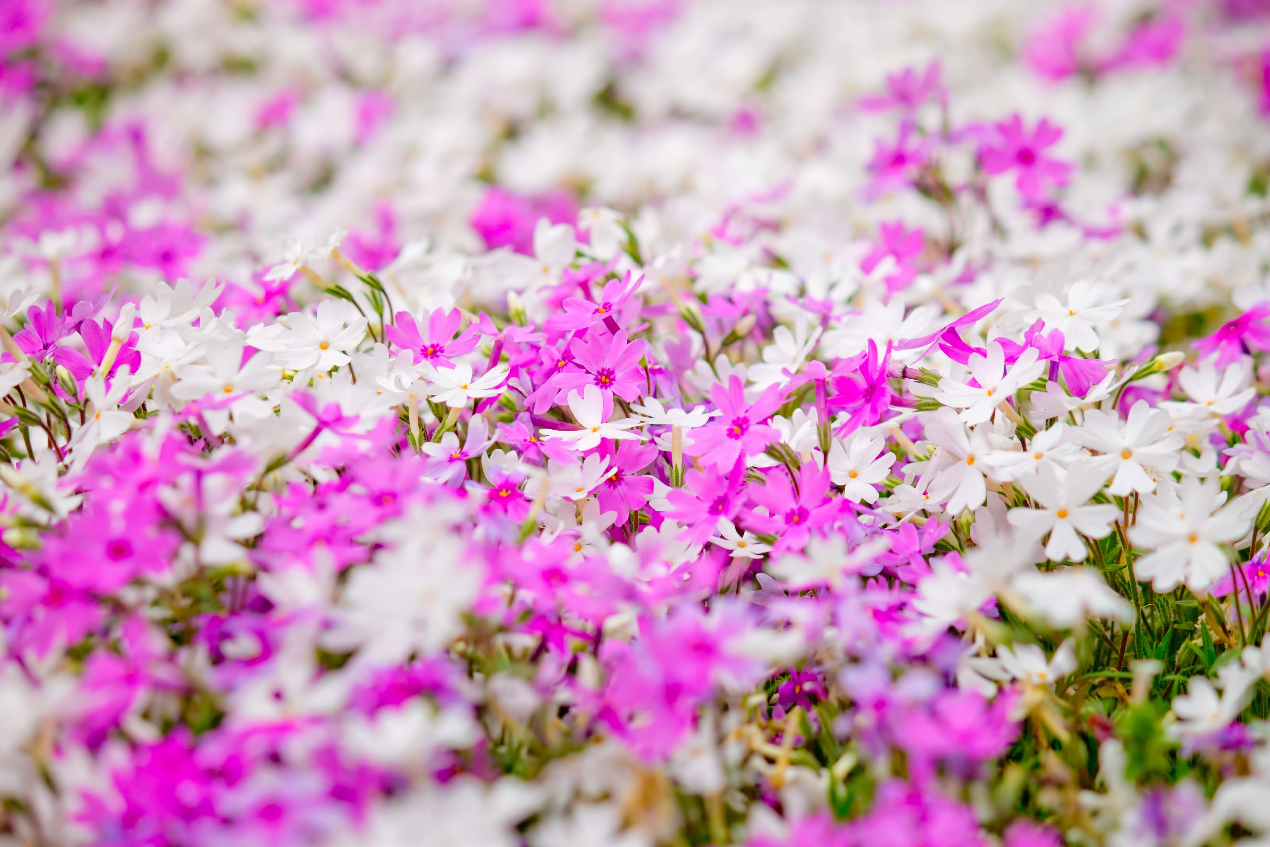 一面に咲くピンクと白い花の無料の写真素材 フリー素材 をダウンロード ぱくたそ