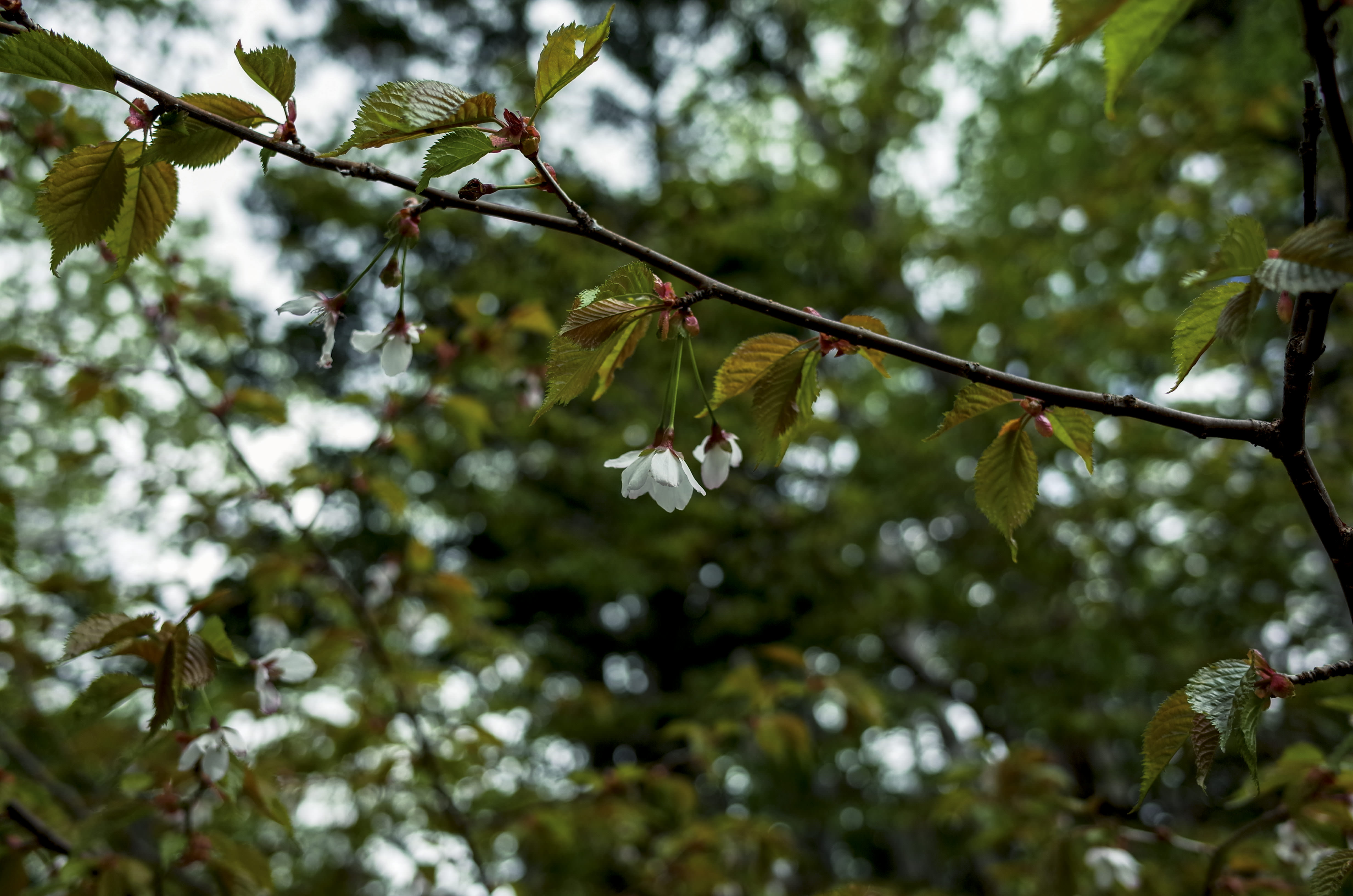 山の中でひっそりと咲く山桜の写真素材 ぱくたそ