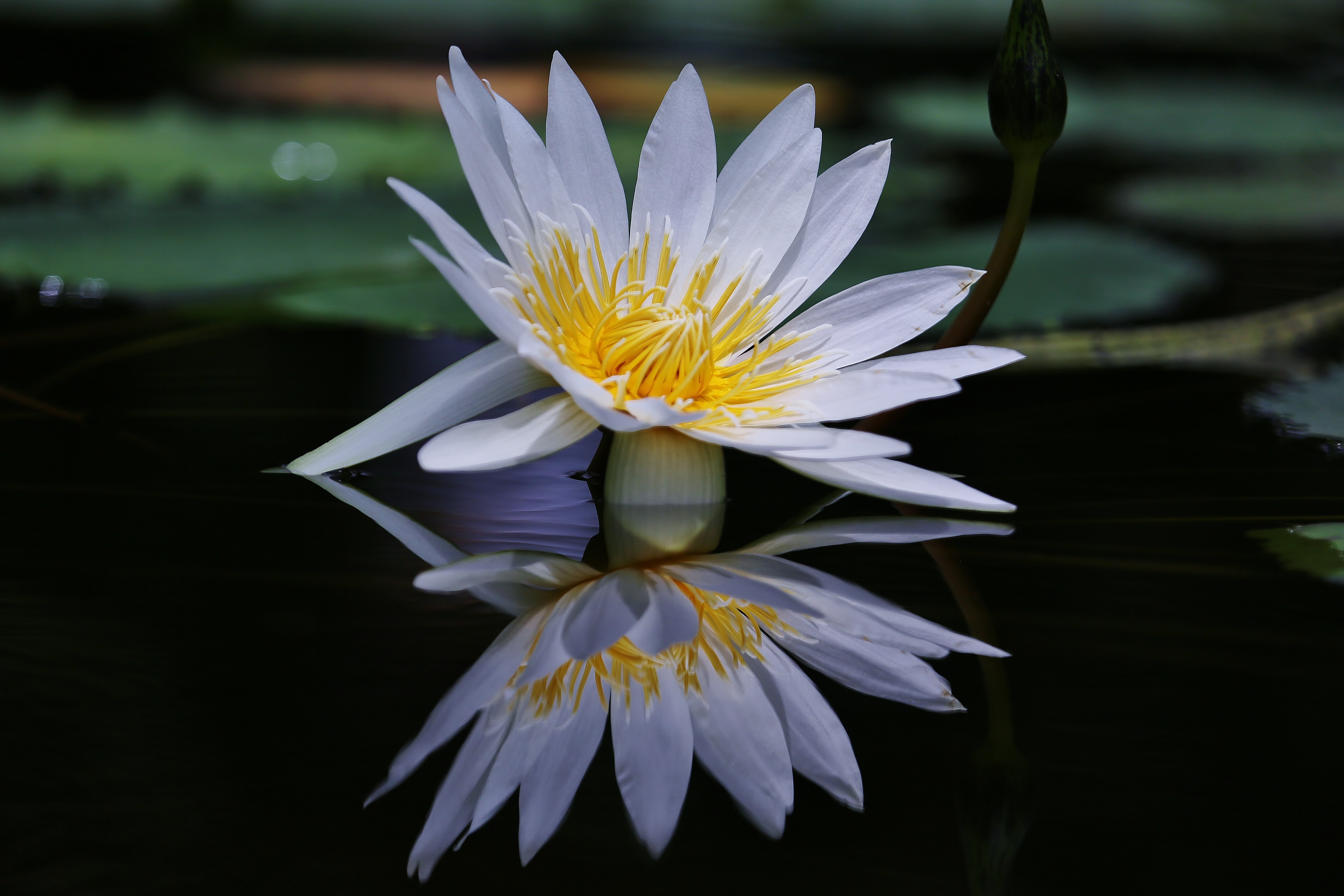 水面に反射する睡蓮の花の写真を無料ダウンロード フリー素材 ぱくたそ