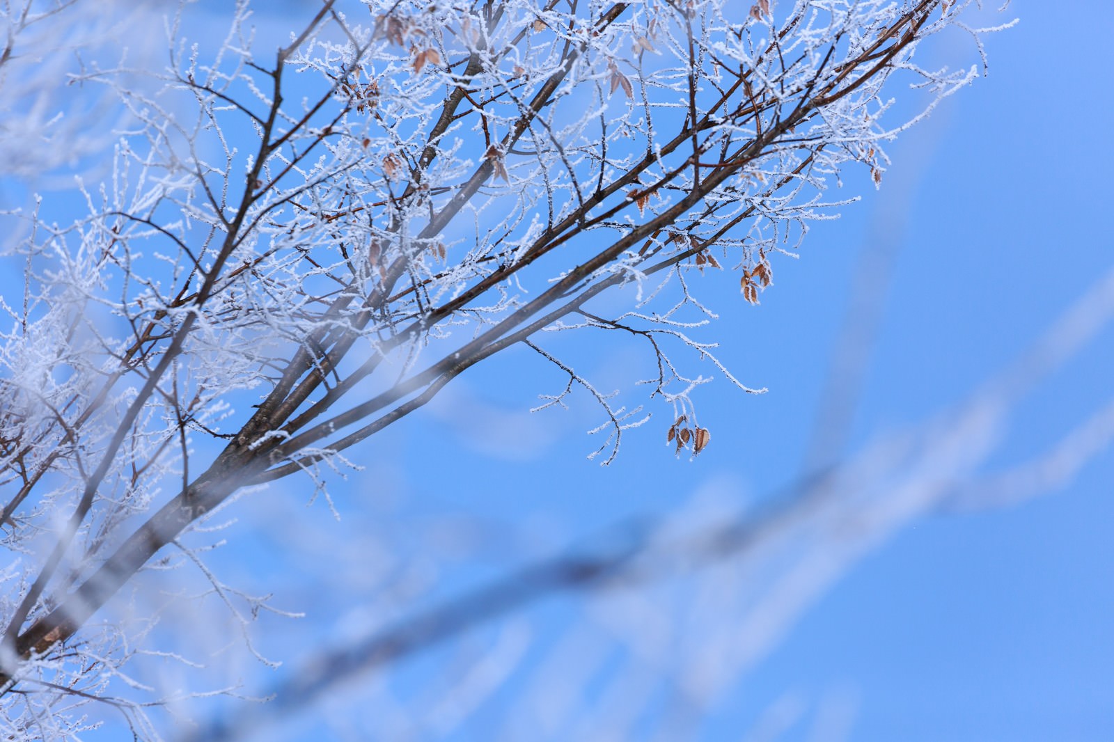 枝に凍り付いた雪の写真素材 ぱくたそ