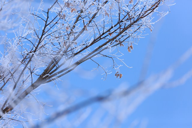 枝に凍り付いた雪