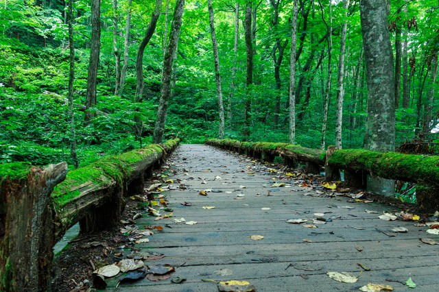 奥入瀬の苔橋