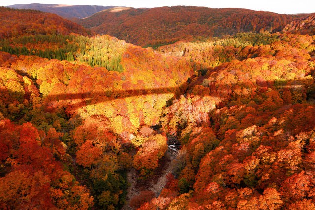 紅葉にかかる橋の影