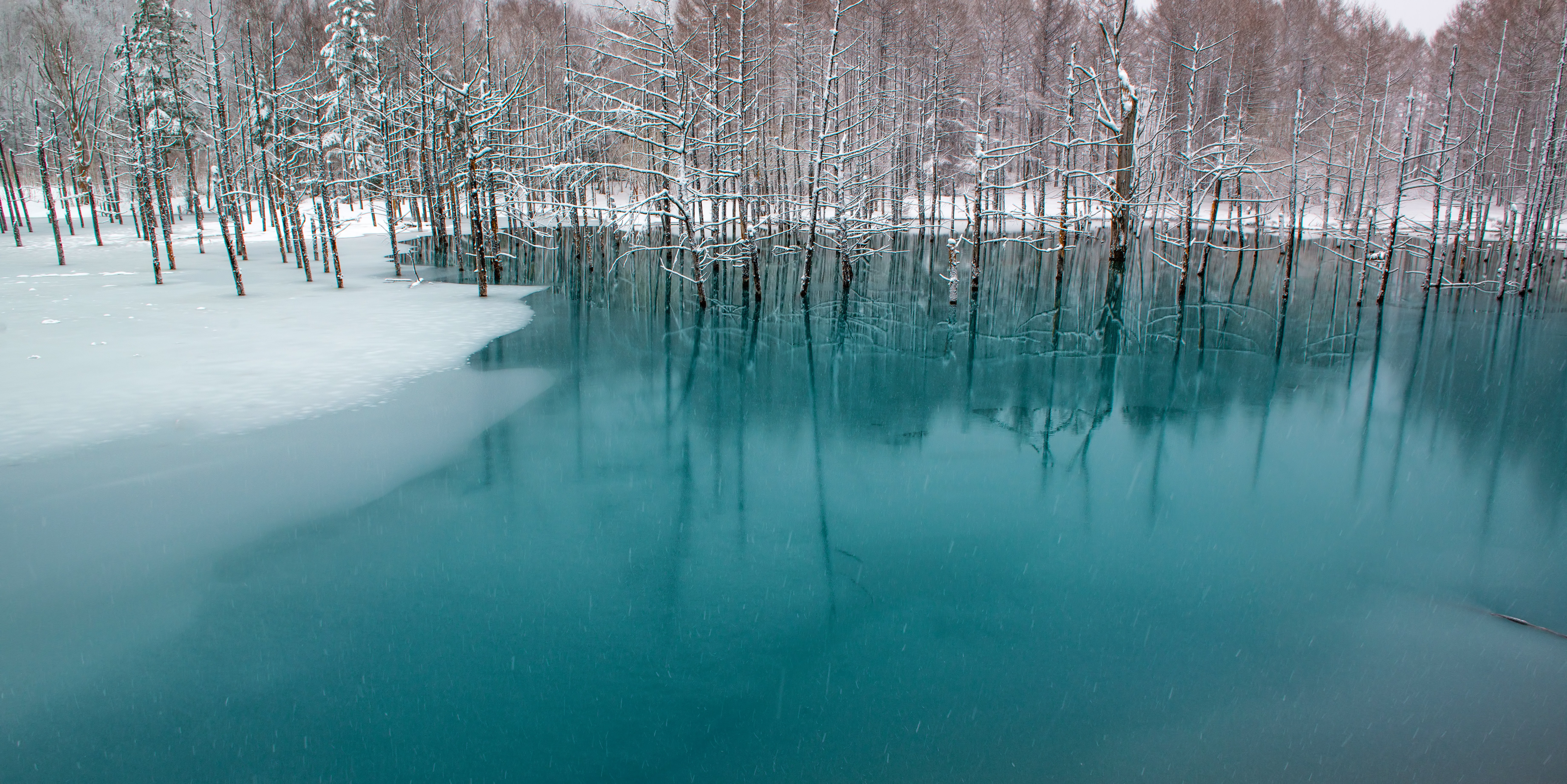 北海道美瑛の青い池の写真素材 ぱくたそ