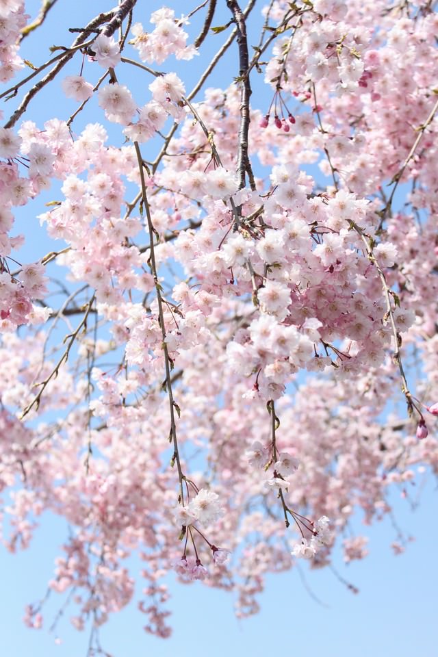 咲き枝たる桜