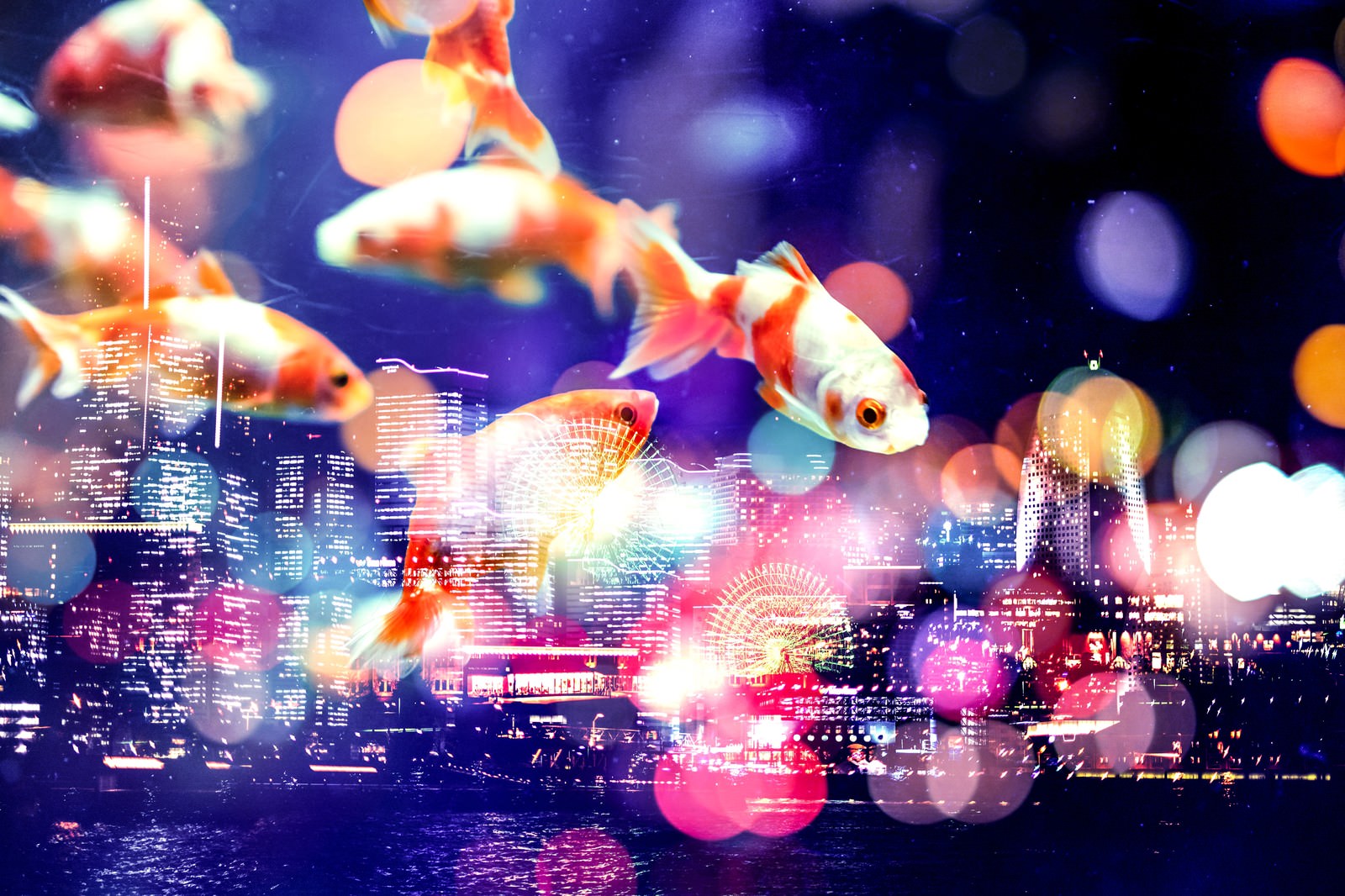 夜空を優雅に泳ぐ金魚 フォトモンタージュ の写真素材 ぱくたそ