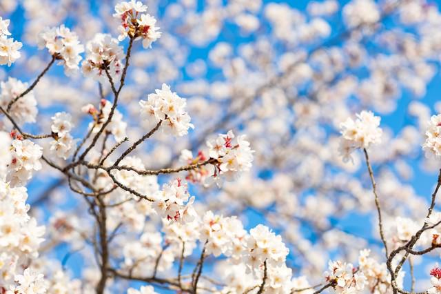 桜が開花して春のはじまりの無料の写真素材 Id29184｜フリー素材 ぱくたそ 5639