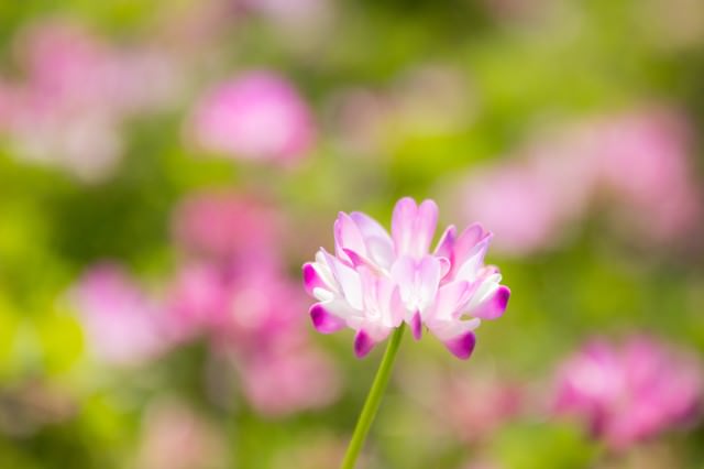 蓮華の花の無料の写真素材 フリー素材 をダウンロード ぱくたそ