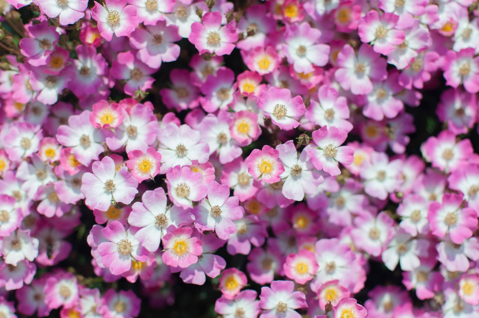 小さいお花の群れの写真 画像 を無料ダウンロード フリー素材のぱくたそ