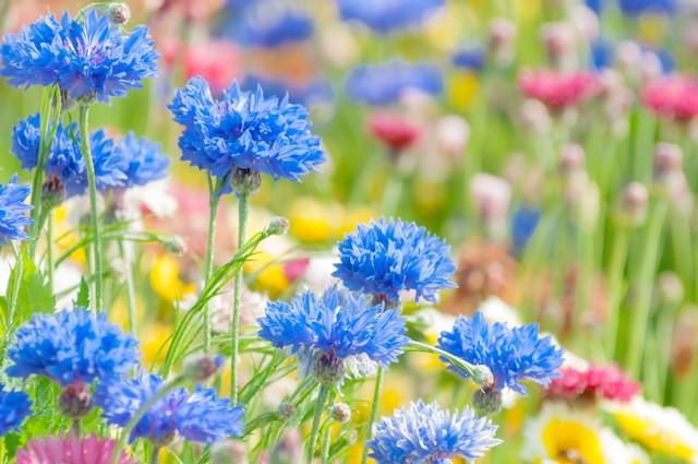 花畑の写真 画像 フリー素材 ぱくたそ