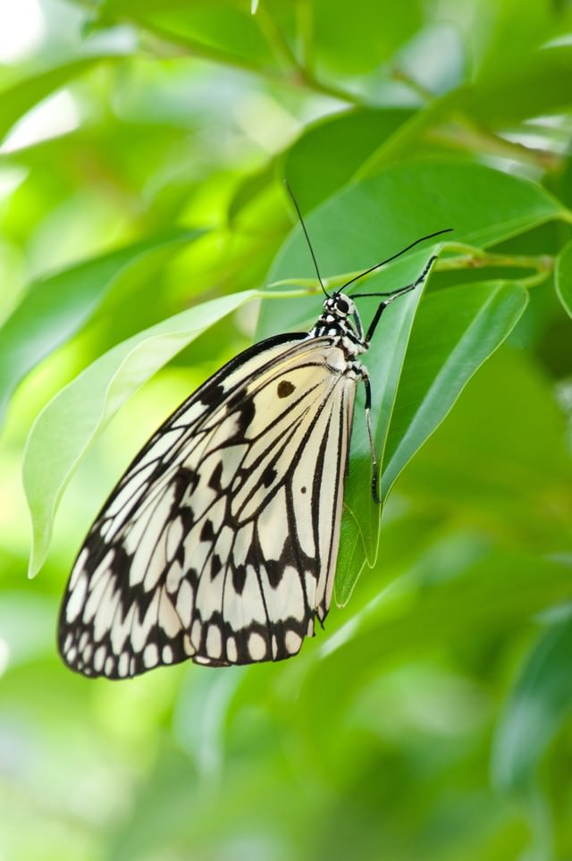 葉に止まる蝶の写真を無料ダウンロード フリー素材 ぱくたそ