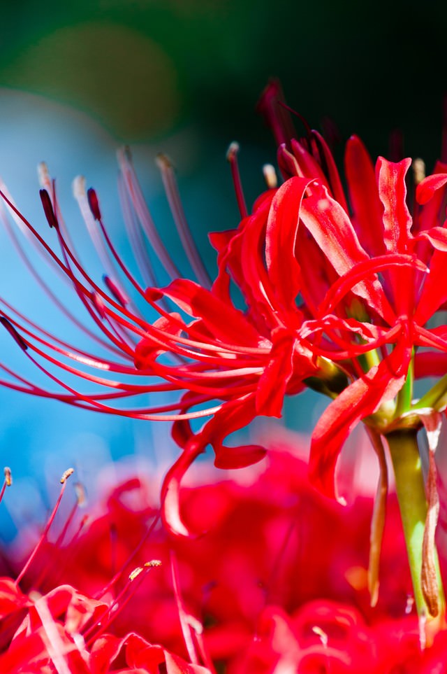 鮮やかな赤 彼岸花 の写真を無料ダウンロード フリー素材 ぱくたそ