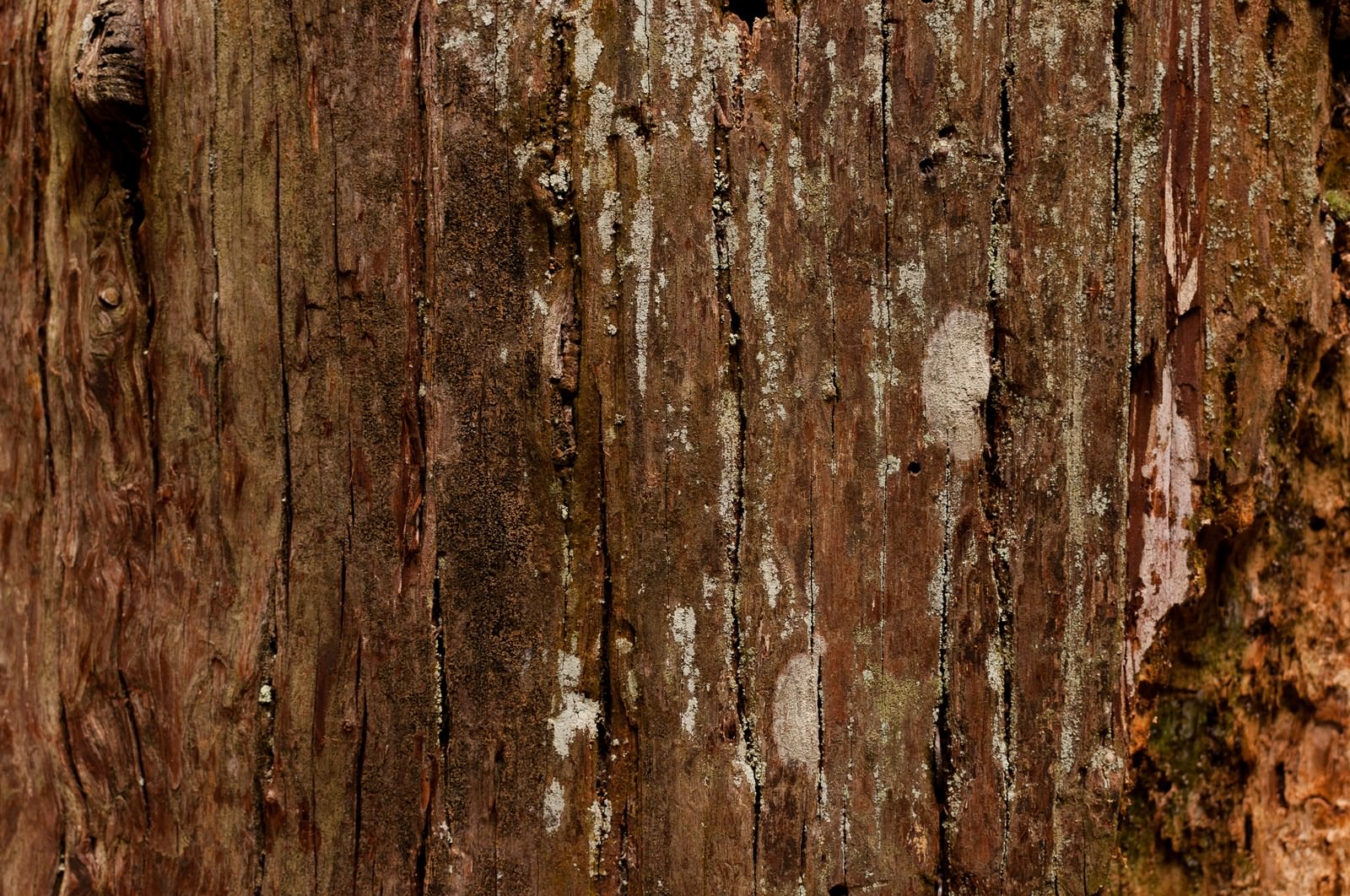 大木の樹皮 テクスチャ の写真 画像 を無料ダウンロード フリー素材のぱくたそ