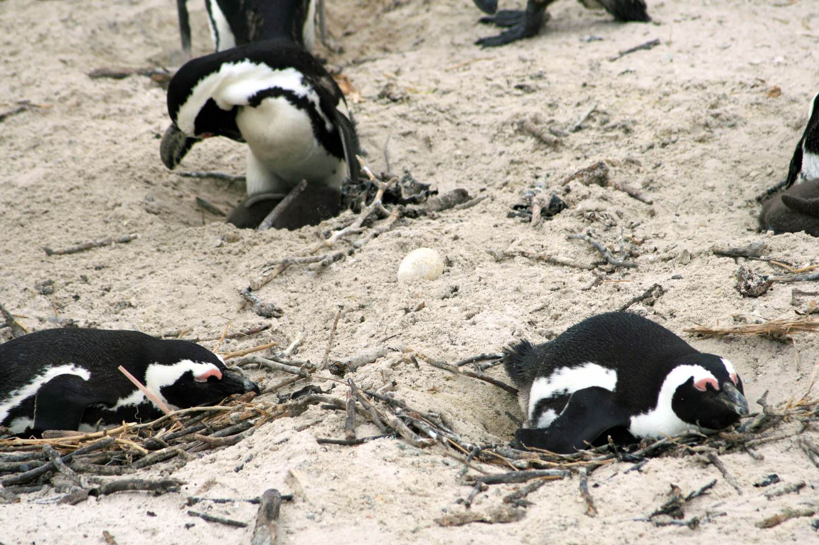 卵を温めるペンギンの群れの写真素材 ぱくたそ