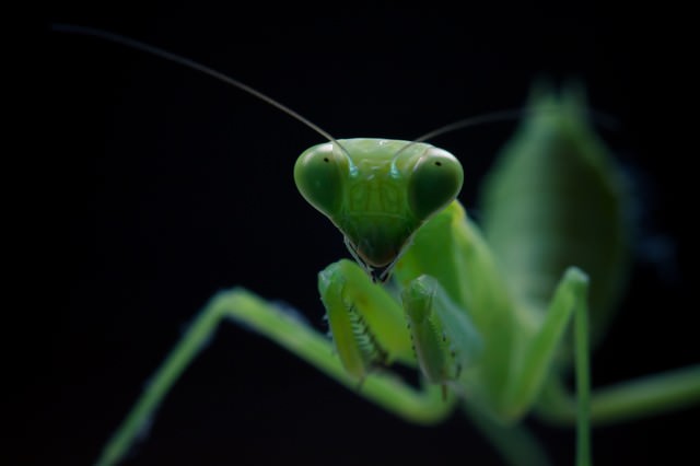 臨戦態勢のカマキリの写真 画像 フリー素材 ぱくたそ