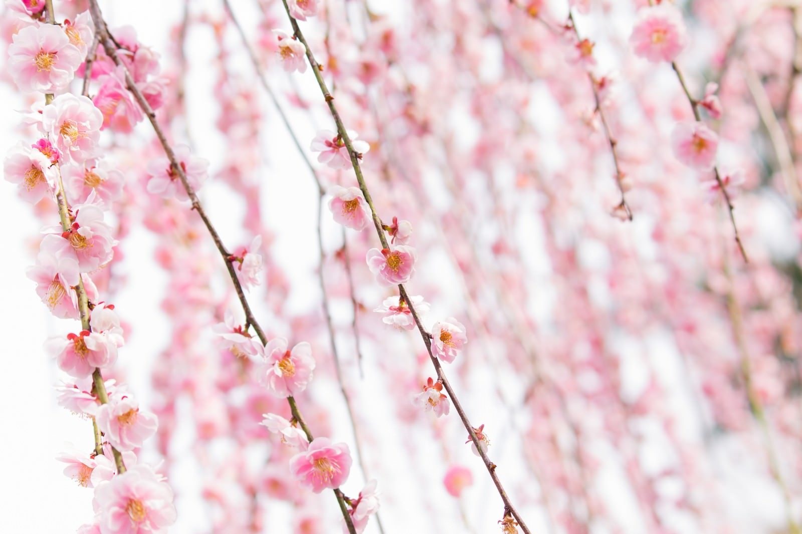 ピンク色した梅の花の写真 画像 フリー素材 ぱくたそ