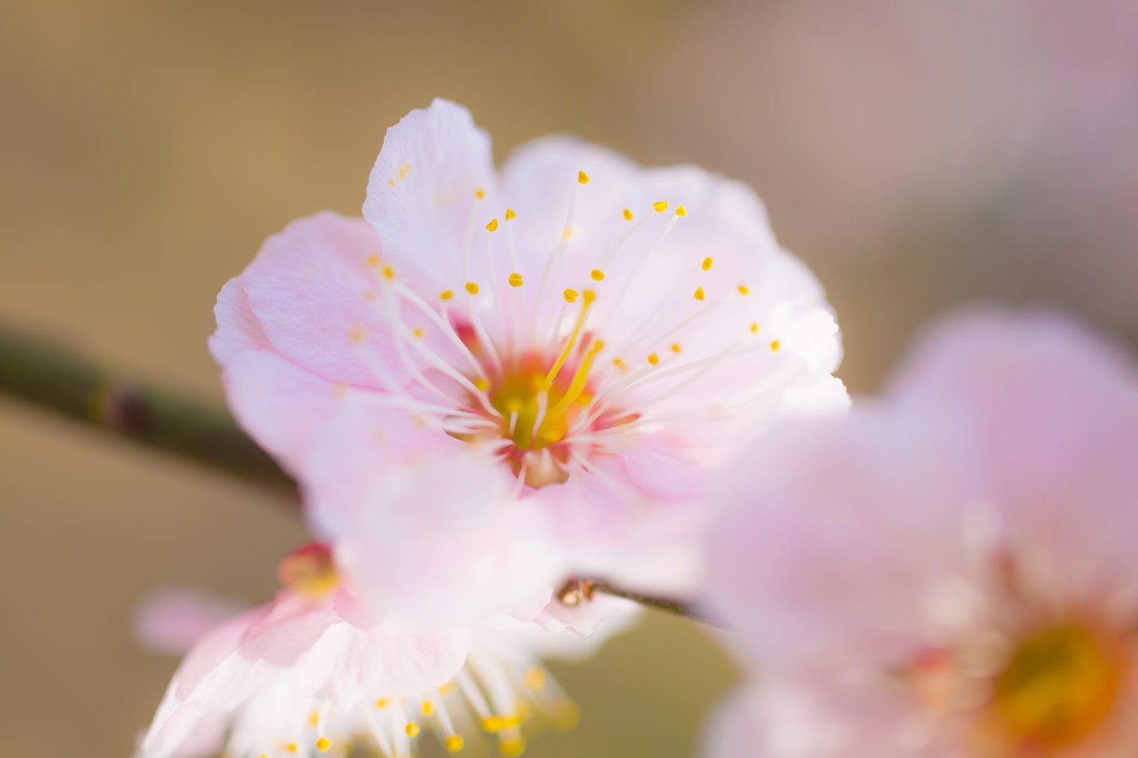 梅の花の写真 画像 を無料ダウンロード フリー素材のぱくたそ