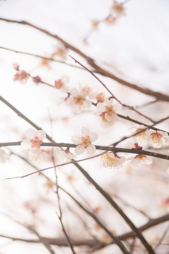 梅の花と春の写真 画像 を無料ダウンロード フリー素材のぱくたそ