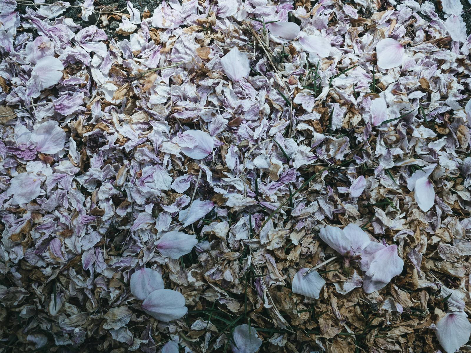 搔き集められた桜の花びらの写真を無料ダウンロード フリー素材 ぱくたそ