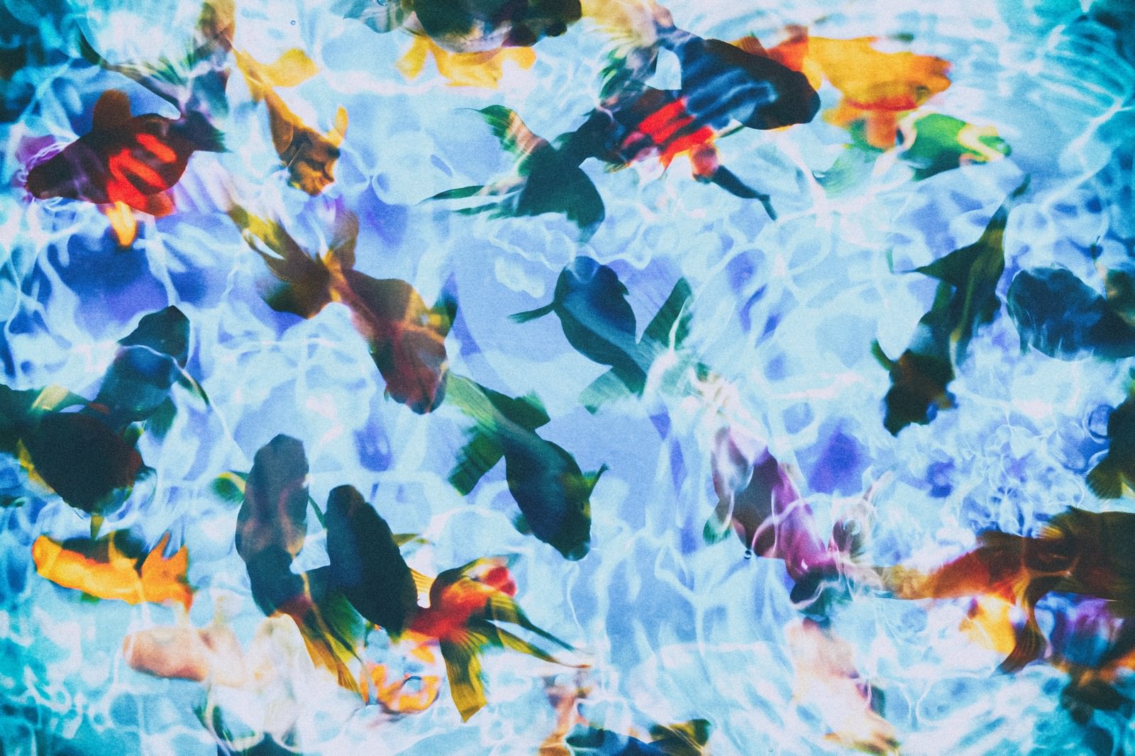 「波紋と金魚（フォトモンタージュ） | フリー素材のぱくたそ」の写真