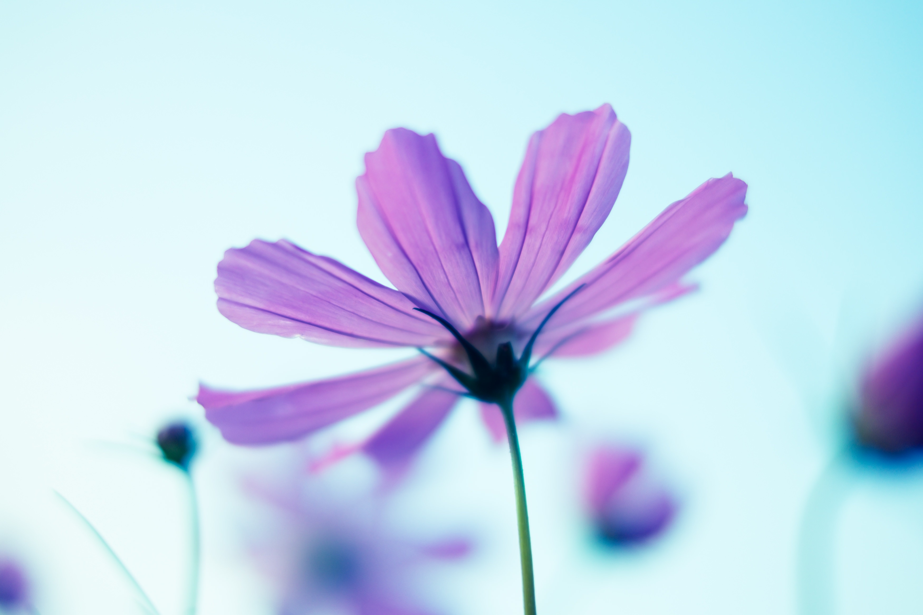 コスモスの花と空の写真 フリー素材は ぱくたそ 写真を無料ダウンロード