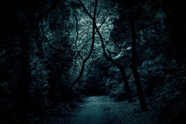 木々の中の薄暗い道の写真素材
