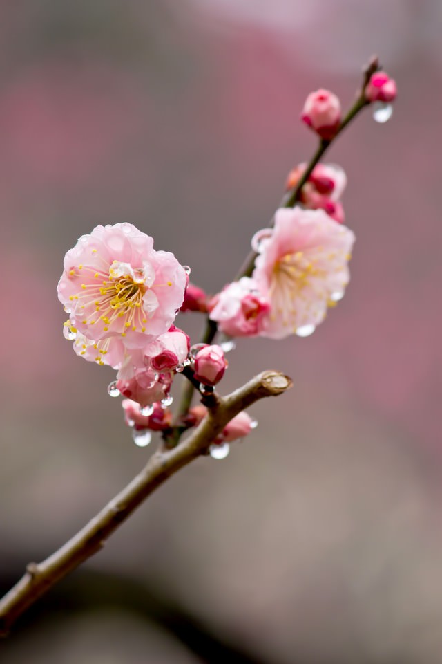 雨に濡れたピンクの梅の花の写真素材 ぱくたそ