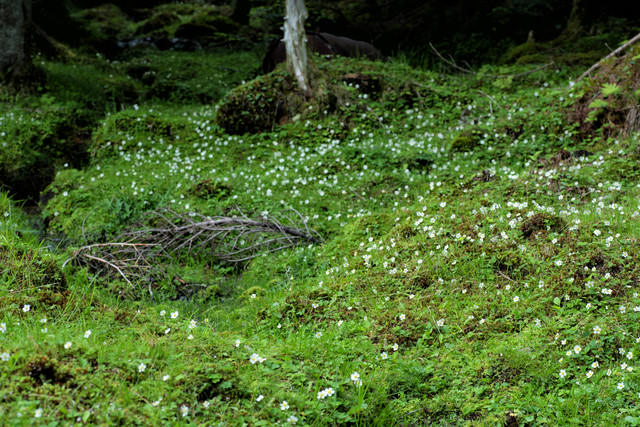 苔生す大地に生い茂る白い花の写真素材 ぱくたそ