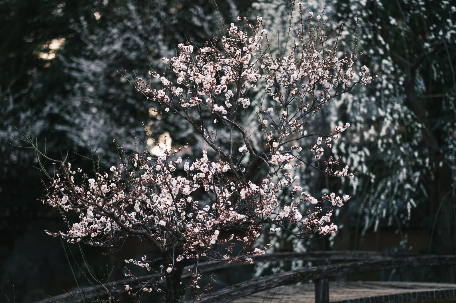 ひっそりと佇む梅の花の写真を無料ダウンロード フリー素材 ぱくたそ