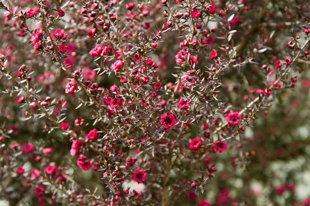 小さく咲く赤い花の写真素材 ぱくたそ