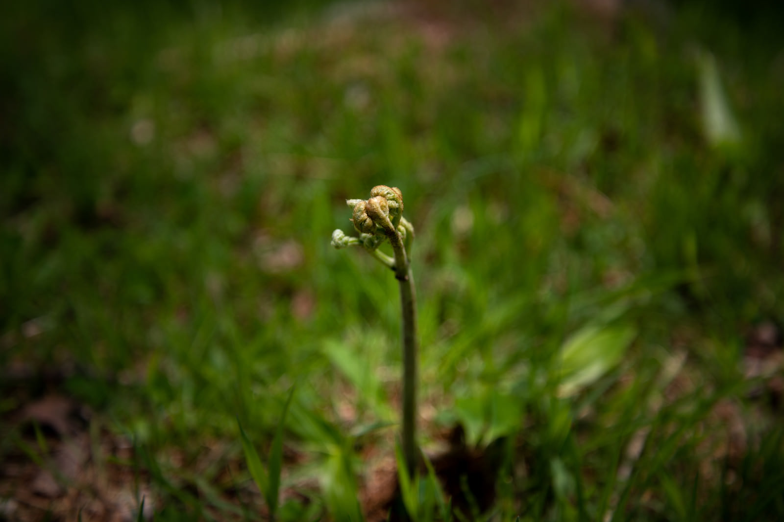 ワラビ シダ植物 の写真 画像 フリー素材 ぱくたそ