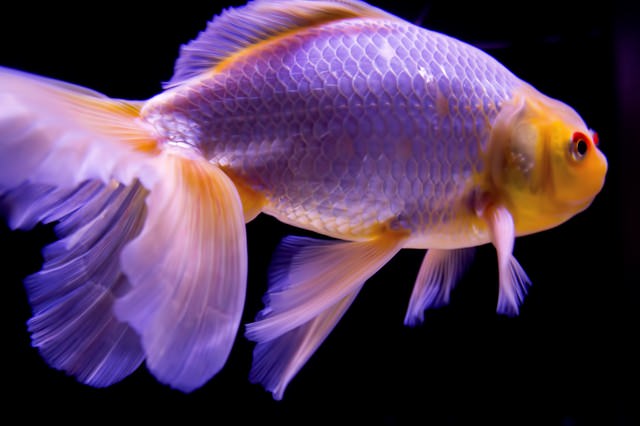 金魚 レジンヘアゴム 三日月 桜 素敵な尾びれ